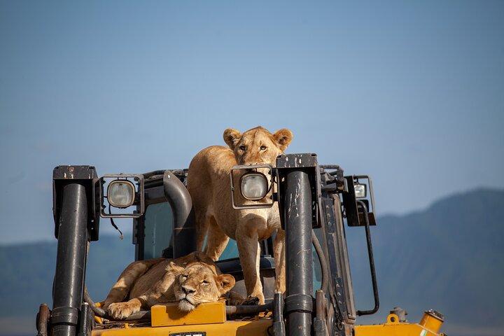 5 Days Tanzania Safaris Tarangire, Ngorongoro, and Serengeti.