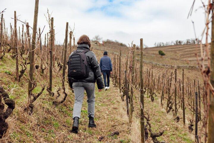 Private Wine and Hiking in Hermitage from Lyon with wine tasting