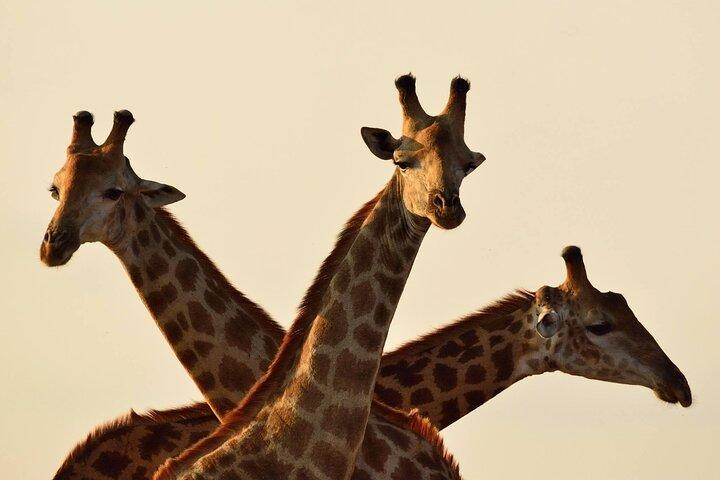 Nairobi Karen Blixen Museum Giraffe Center &Bomas Cultural Dances