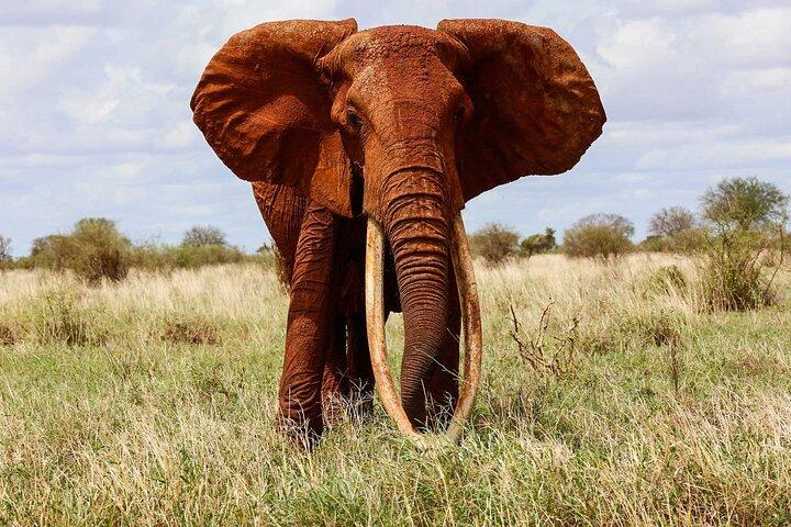 Explore Tsavo East and West in 3 Days Tour