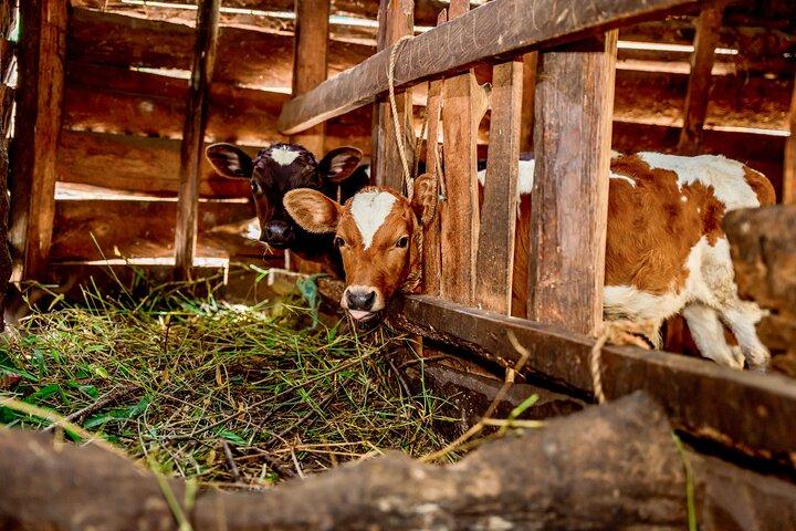 3 Days Village Stay in the Jungle: Cook, Roast Coffee & Milk Cows