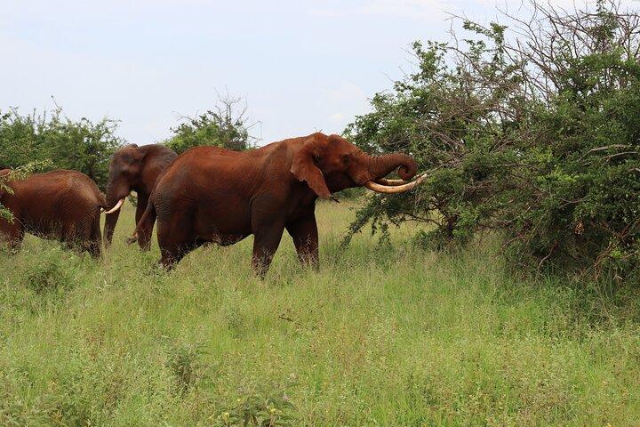 3 Day Group Camping Tour to Serengeti Ngorongoro