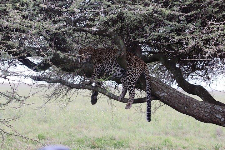 3 Day Group Camping Tour to Serengeti Ngorongoro