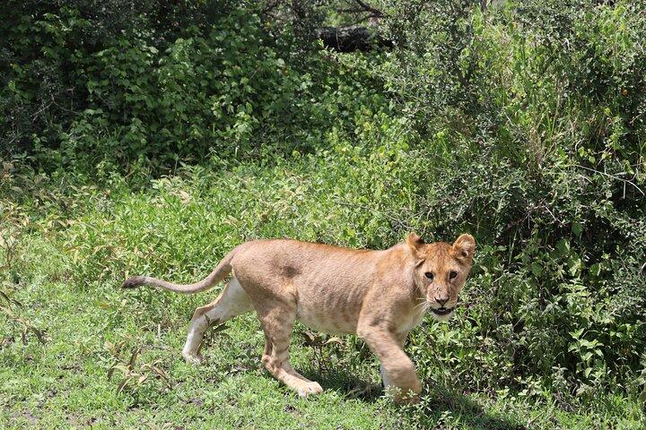 3 Day Group Camping Tour to Serengeti Ngorongoro