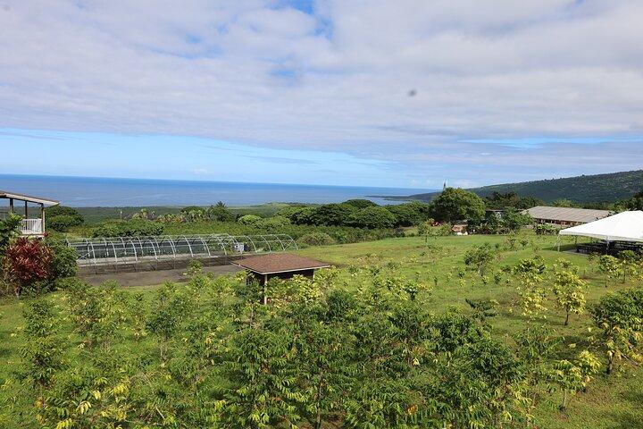 Kona Coffee Farm Tour from Tree to Tasting Room