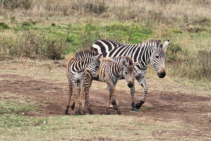 4 Days Naivasha and Masai Mara Wonders