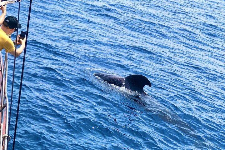 Tenerife: Whale & Dolphin Watching Cruise & Swim, Los Cristianos