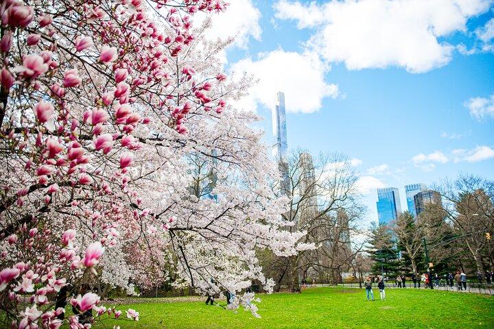 Guided Walking Tour Of Central Park