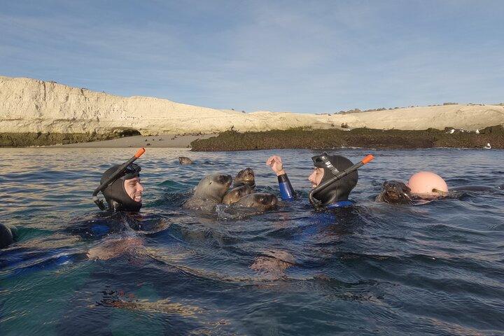 Snorkeling with Sea Lions by Madryn Buceo