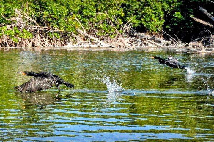 Guided Mangrove Eco Tours Kayak or Paddleboard Adventure