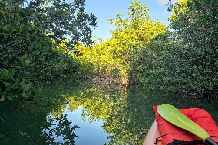 Guided Mangrove Eco Tours Kayak or Paddleboard Adventure
