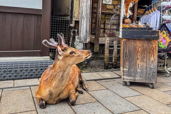 Super Express Nara & Kyoto Private 1-Day Tour from Tokyo