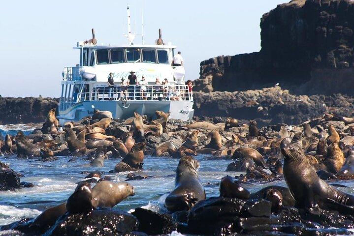 Phillip Island Wildlife and Penguin Tour with Cruise Option