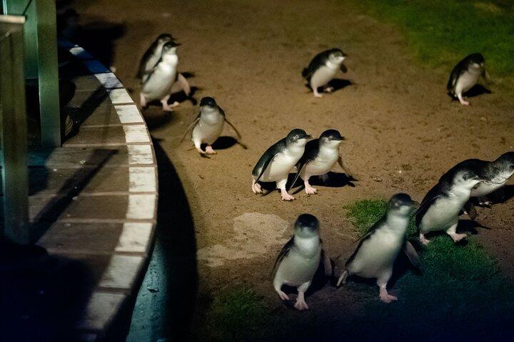 Phillip Island Wildlife and Penguin Tour with Cruise Option