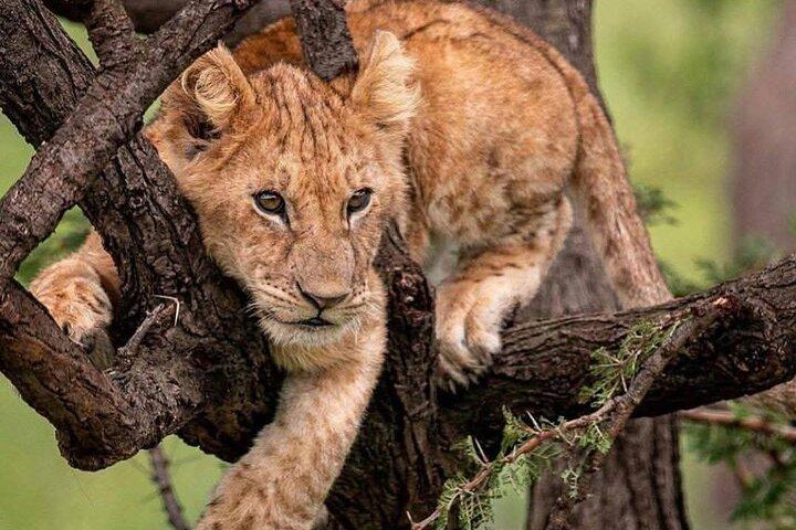 2 days maasai mara joining safari