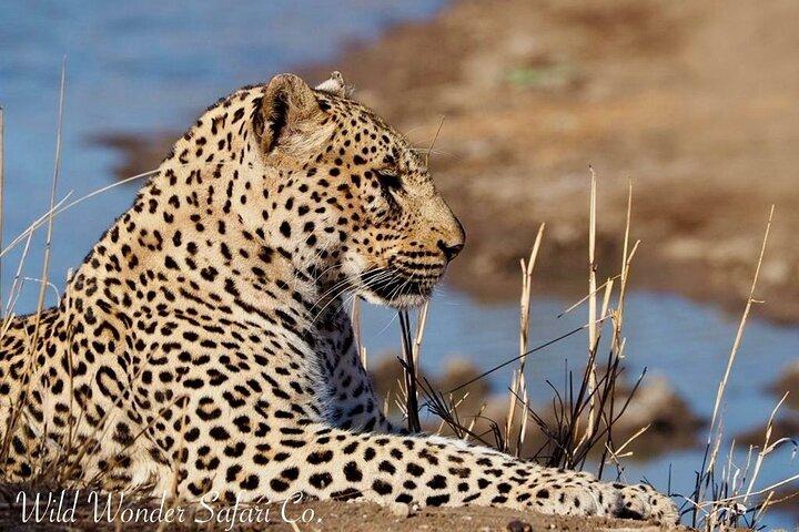 Kruger National Park Half Day Tour from Hoedspruit