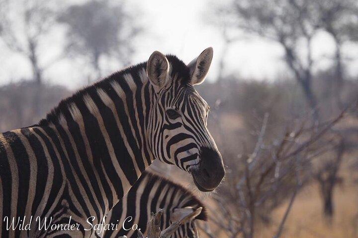Kruger National Park Half Day Tour from Hoedspruit