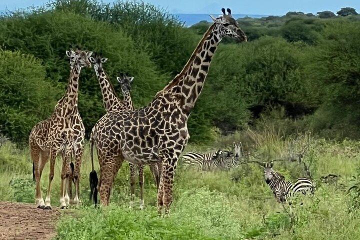 5 Days: Serengeti ,Ngorongoro and Tarangire Safari