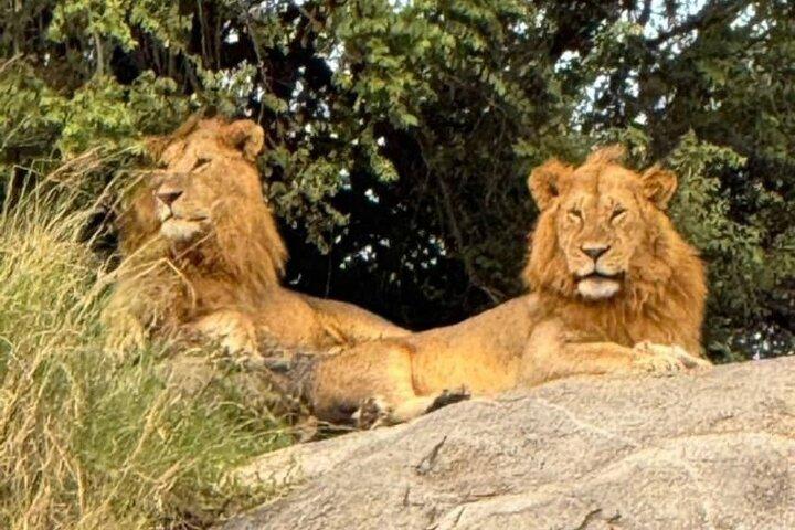 5 Days: Serengeti ,Ngorongoro and Tarangire Safari