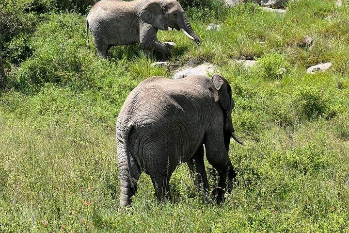 5 Days: Serengeti ,Ngorongoro and Tarangire Safari
