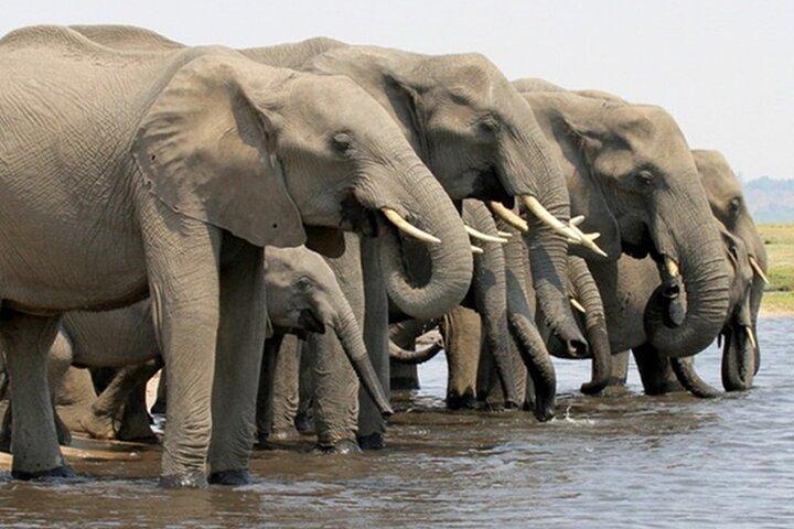 From Victoria Falls Chobe National Park Day Trip