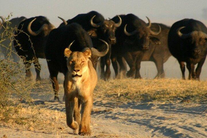 From Victoria Falls Chobe National Park Day Trip