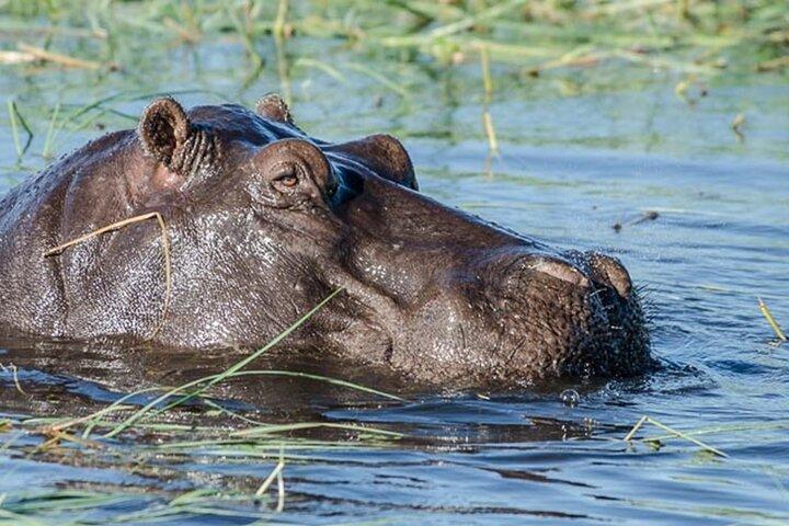 From Victoria Falls Chobe National Park Day Trip