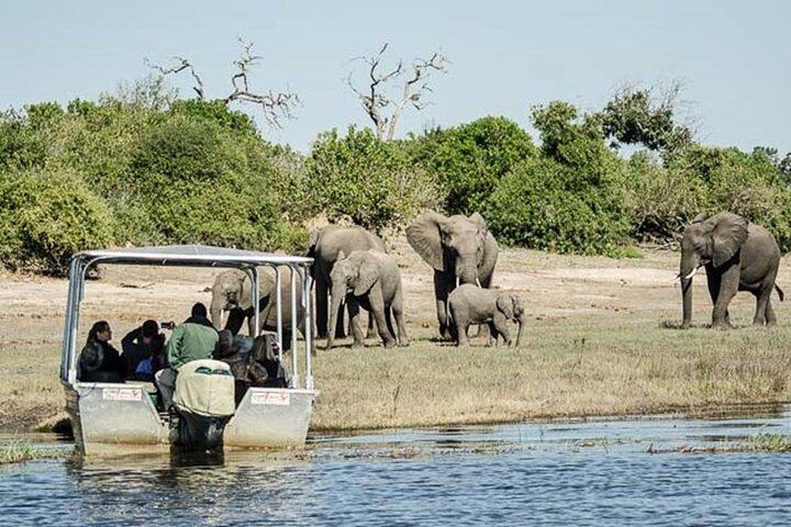 From Victoria Falls Chobe National Park Day Trip