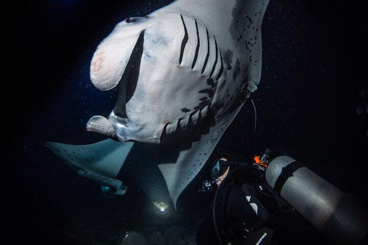 One Tank Manta Night Dive and Snorkel