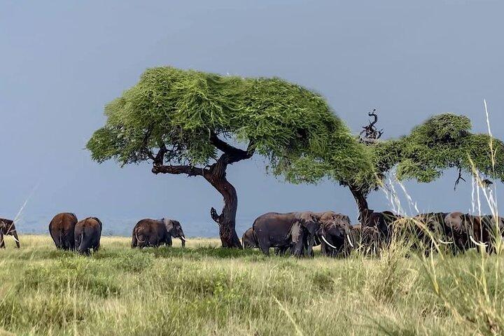 Day Tour To Amboseli National Park From Nairobi