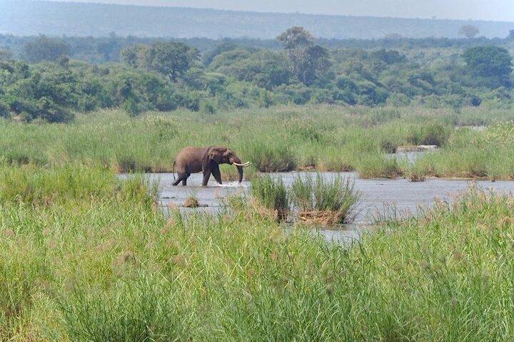 Kruger National Park Half Day Tour from Hoedspruit