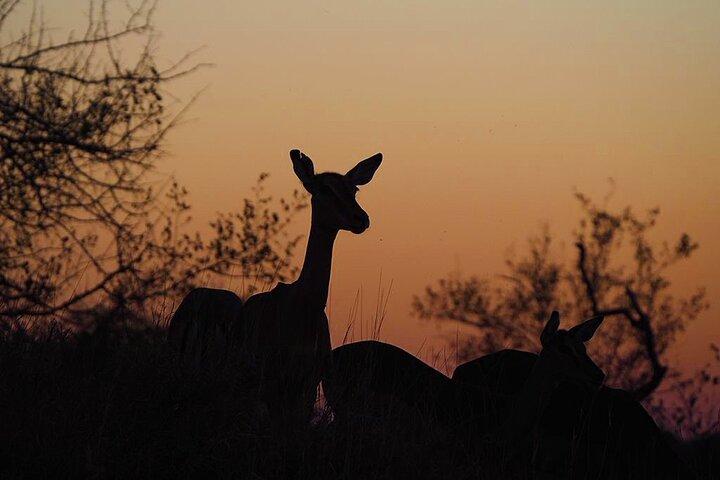 Kruger National Park Half Day Tour from Hoedspruit