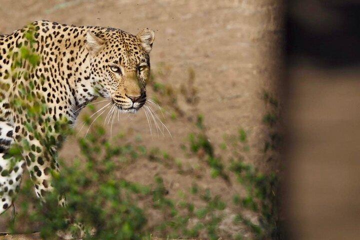 Kruger National Park Half Day Tour from Hoedspruit