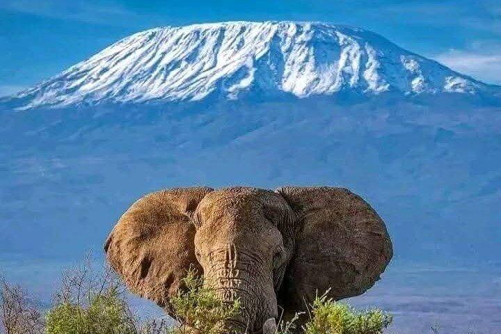 2 Days 1 Night Amboseli National Park Private Safari.