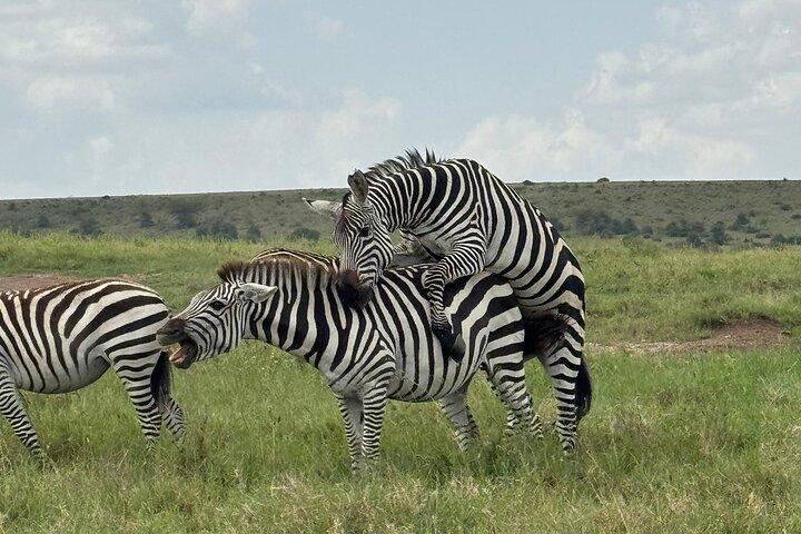 2 Days 1 Night Amboseli National Park Private Safari.