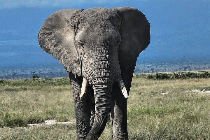 2 Days 1 Night Amboseli National Park Private Safari.