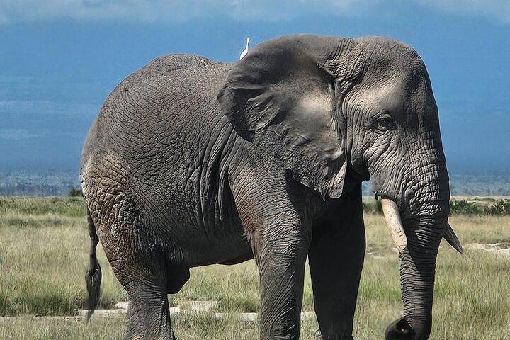 2 Days 1 Night Amboseli National Park Private Safari.