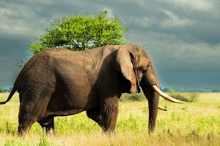 From Arusha: 6 Days Private Safari Eastern Great Rift Valley