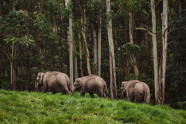 4 Days Private Kerala Tour -Kochi, Munnar, Thekkady with 3* Hotel