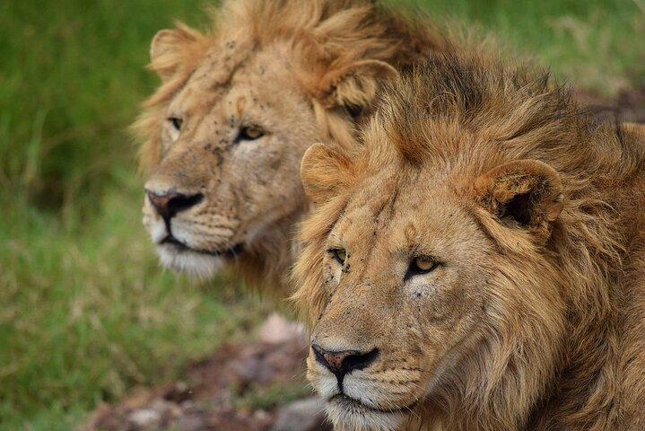 3-Day Fly-In Safari to the Iconic Serengeti