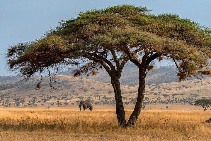 3-Day Fly-In Safari to the Iconic Serengeti