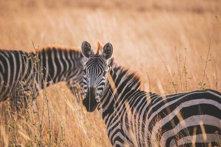 3-Day Fly-In Safari to the Iconic Serengeti