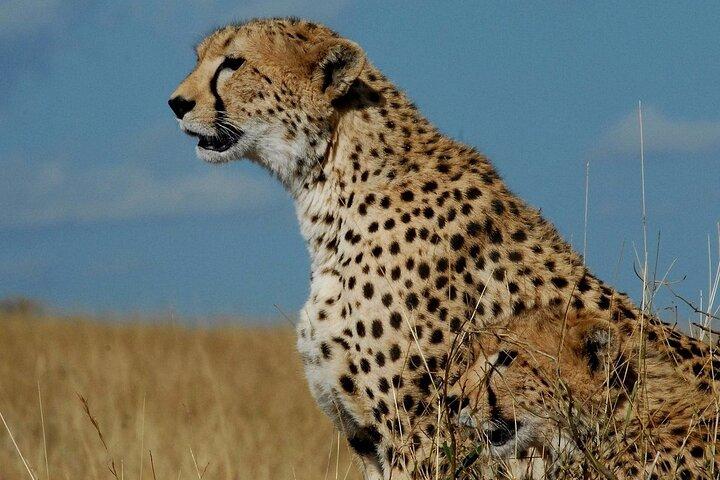 3-Day Fly-In Safari to the Iconic Serengeti