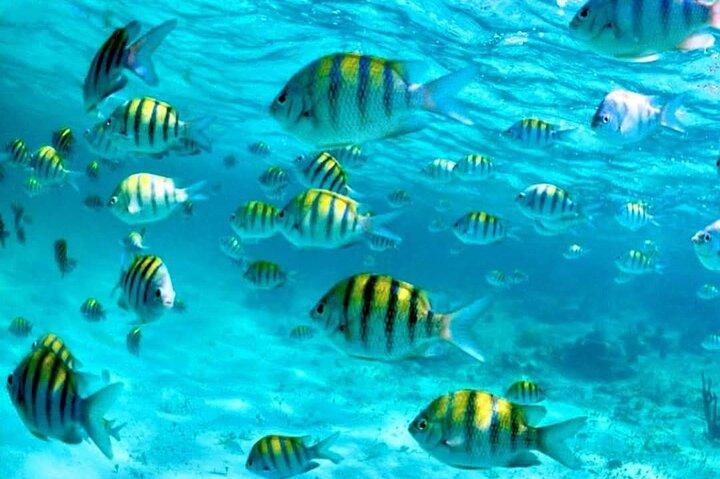Nassau: 3 islands Pigs,Turtles,Snorkel & Beach Club with lunch