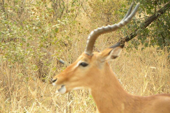 Epic 1 Day Trip to Ngorongoro Crater with Expert Safari Guide