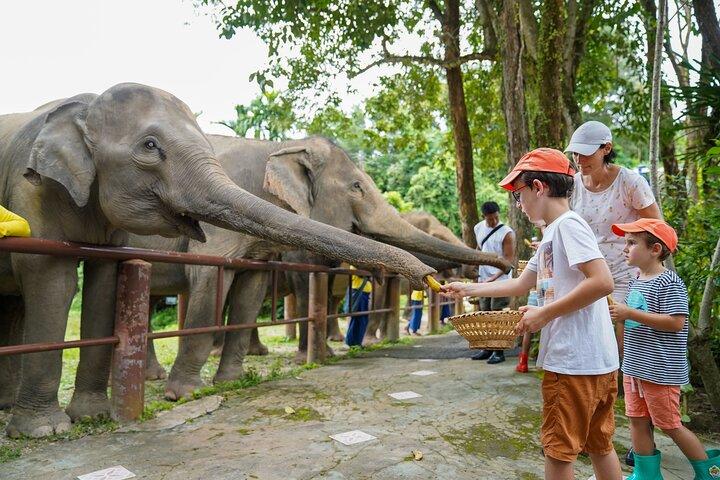 Feed Me Banana Elephant Experience Short Activity