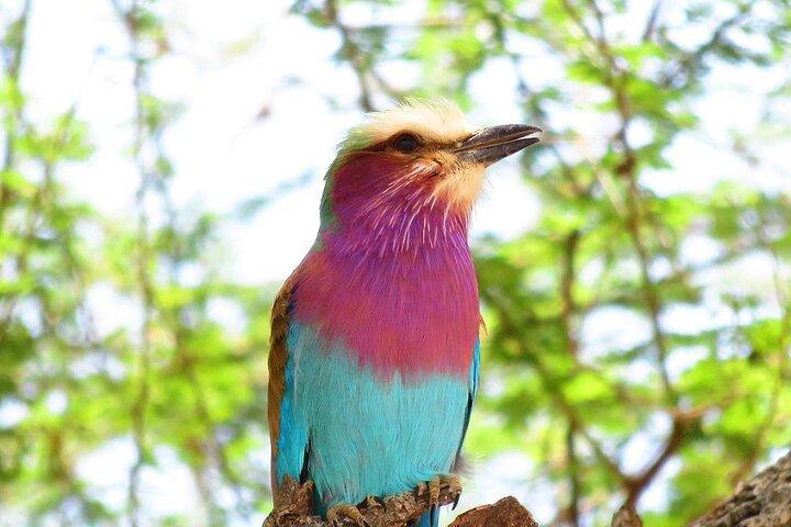 1 Full-Day Safari Adventure in Tarangire National Park