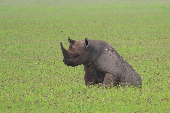 1 Full-Day Safari Adventure in Tarangire National Park