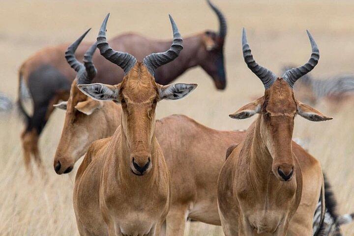 1 Full-Day Safari Adventure in Tarangire National Park