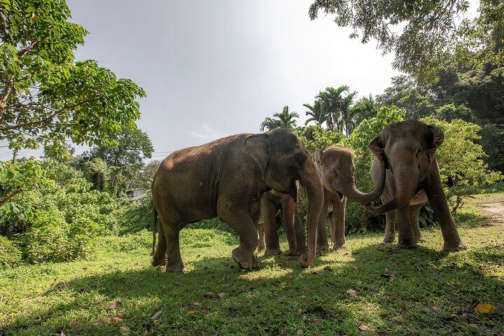 Feed Me Banana Elephant Experience Short Activity